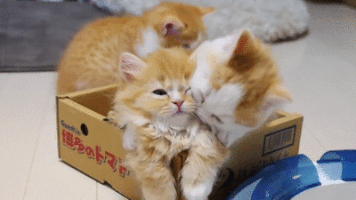 Cats Stop GIF