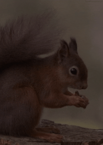 squirrel eating GIF