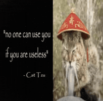 Cat Meme GIF