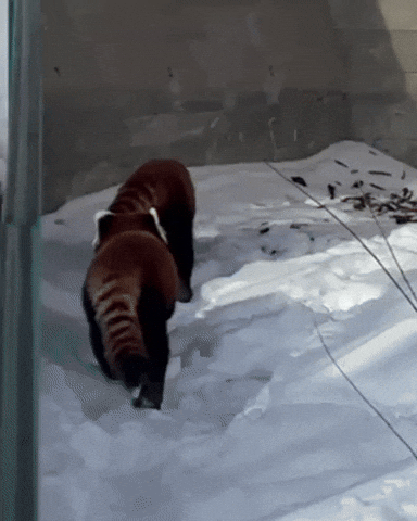Pounce Red Pandas GIF by Valley Zoo Development Society