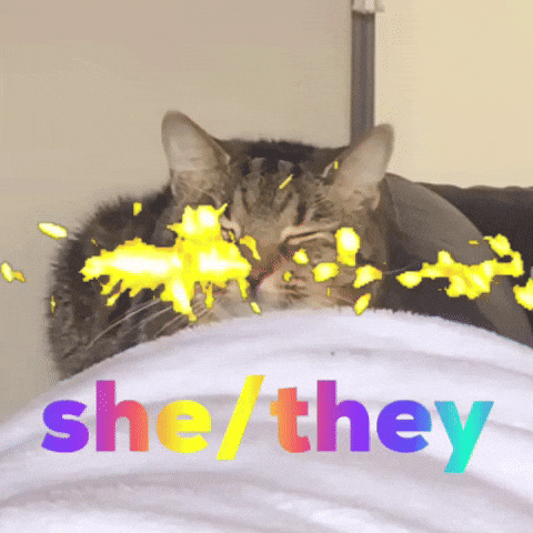 Cat GIF