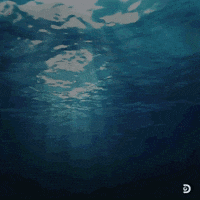 Anticipate Discovery Channel GIF by Shark Week