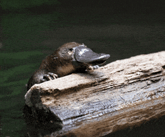 River Creek GIF by Australian Conservation Foundation