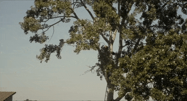 Spain Tree Branch GIF by TIFF