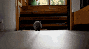 baby animal wombat GIF