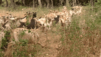goats scifri GIF by Science Friday