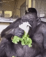 Salad Lettuce GIF by Save the Chimps