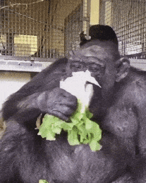 chimpanzees meme gif