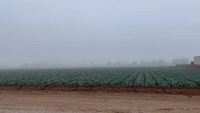'Unusual' Fog Covers Southern Arizona