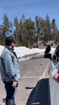 Yellowstone Tour Group Look on as Raven Hitches Ride on Wing Mirror