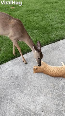 Cat Enjoys Kisses From Friendly Deer GIF by ViralHog