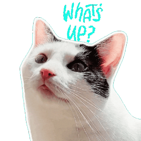 Whats Up Cat Sticker