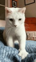 Blue Eyes Cat GIF by Kimmy Ramone