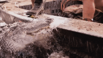 GIF by HISTORY UK