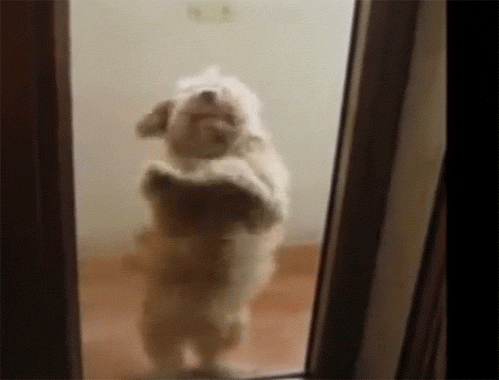 Featured image of post Cute Puppy Dancing Gif Riding a wombat backwards in australia
