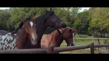 coxy lol laughing horse lmao GIF