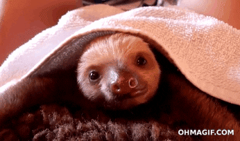 https://media4.giphy.com/media/OqFQPmdoaAggw/giphy.gif