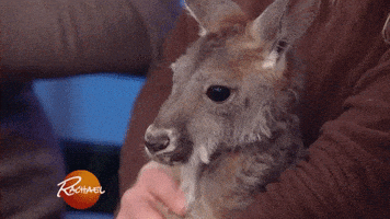 christmas eating GIF by Rachael Ray Show