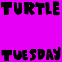 Tuesday Turtle GIF by Mypenleaks