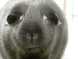 guinea pig cavy GIF
