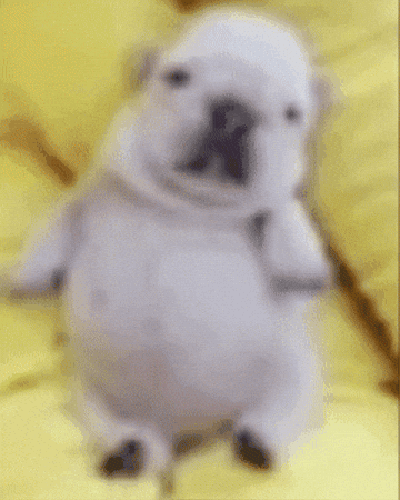 Meme GIF