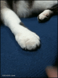 Paw GIFs - Get the best GIF on GIPHY