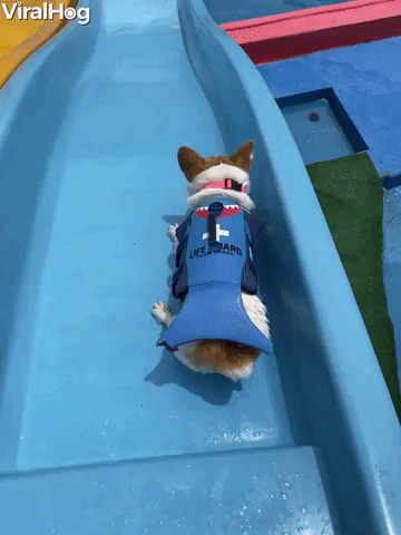 Going-down-a-slide GIFs - Get the best GIF on GIPHY