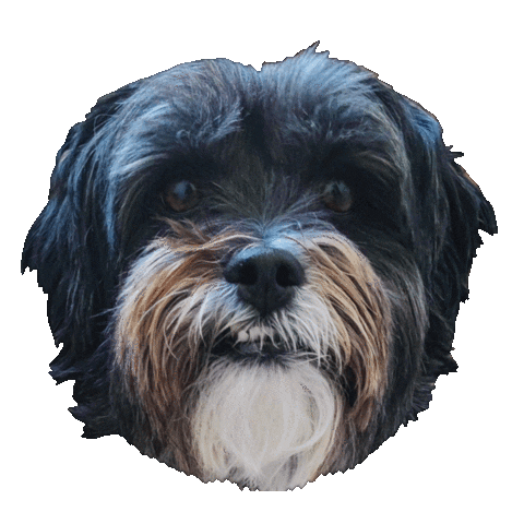 Bmo Sticker by Doggy Bites