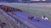 Traffic Stopped as Cattle Pass Through Colorado Town