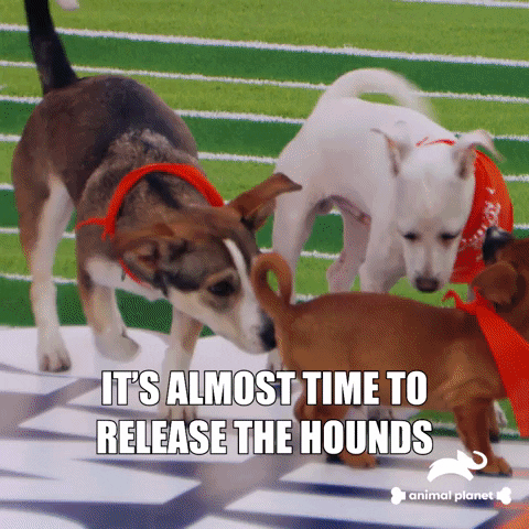 Dogs Love GIF by Puppy Bowl