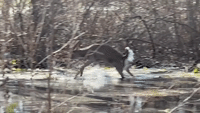 Playful Deer Splashes in Pond