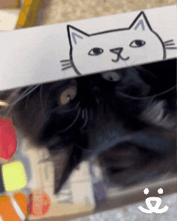 Cats Eyes GIF by Best Friends Animal Society