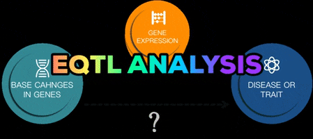 Eqtl Analysis GIF