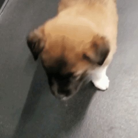 Wolf Trap Puppy GIF by Wolf Trap Animal Rescue
