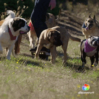 Slow Motion Running GIF by Animal Planet