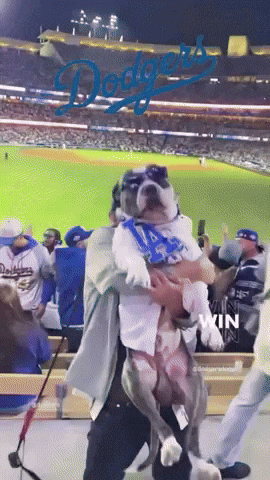 Dodgersdoggo Dodgers Doggo Dodgerswin Losangeles GIF