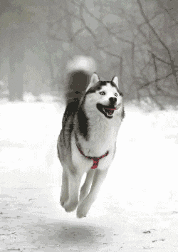 giphy.gif?cid=5e214886f5c138a8bafc599c9d7b10a50b31be4cd99833c6&rid=giphy.gif&ct=g