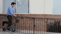 Knee-scooter GIFs - Get the best GIF on GIPHY Knee-scooter GIFs - Get the best GIF on GIPHY