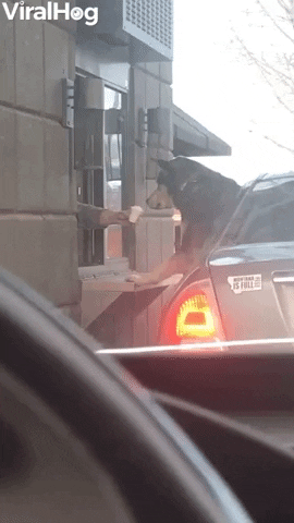 Dog Eats Pupcup Directly From Baristas Hand GIF by ViralHog