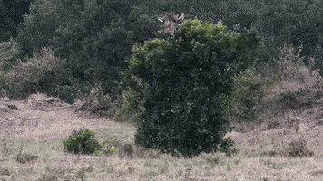 Comedy Wildlife Photography Awards GIF