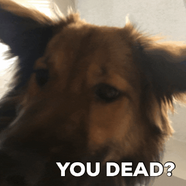 Jaydu dog dead checking in GIF