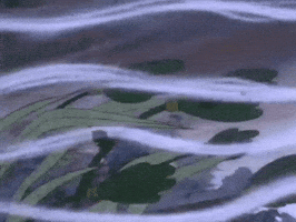 Animation GIF