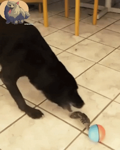 Weasel Toy GIF