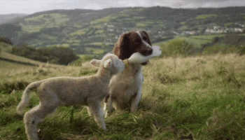 lamb feeds GIF lamb feeds GIF