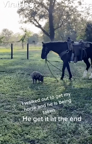Pig Attempts To Steal Horse GIF by ViralHog