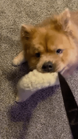 Dog GIF