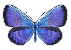 Illustration Butterfly Sticker