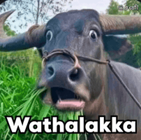 Shocked Buffalo GIF