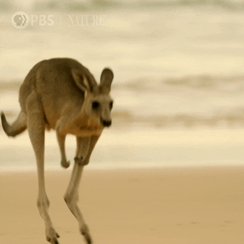 Kangaroo-hop GIFs - Get the best GIF on GIPHY