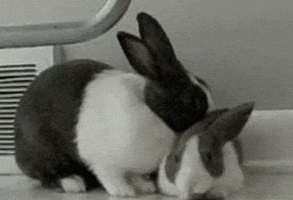 bunny rabbit GIF